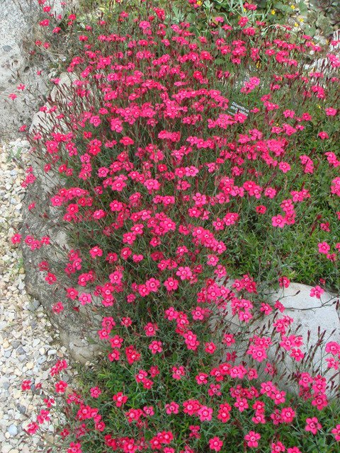 Dianthus deltoides 'Nelli'